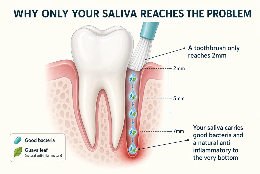 Diagram: a toothbrush reaches only 2mm while saliva carries the fix all the way to the bottom of a deep pocket